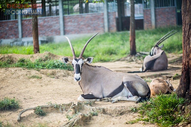 Khu sinh thái Mường Thanh Diễn Lâm (Nghệ An): Hàng nghìn động vật hoang dã làm mê mẩn du khách - Hình 8