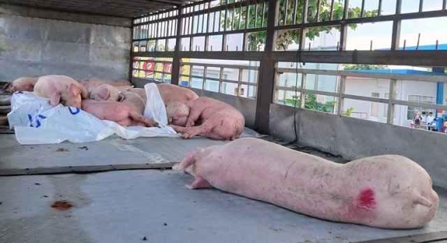 Quảng Nam:Tài xế chở lợn nhiễm virus dịch tả châu Phi bị phạt 8 triệu đồng - Hình 1