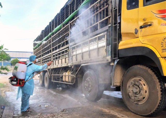 Quảng Nam:Tài xế chở lợn nhiễm virus dịch tả châu Phi bị phạt 8 triệu đồng - Hình 2