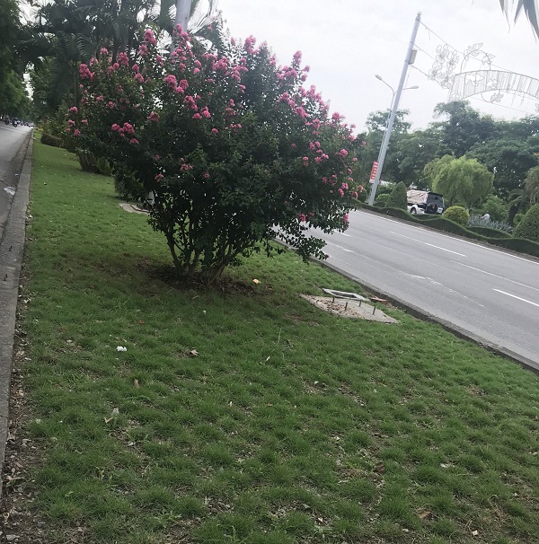 Hải Phòng: Nhân giống cỏ nhung nhật trồng thay thế cỏ lá tre dọc tuyến phố Lê Hồng Phong