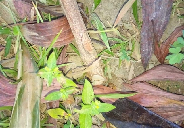 Nghệ An: Đau đớn nhìn rừng keo hơn 4.000 gốc bị kẻ xấu chặt phá