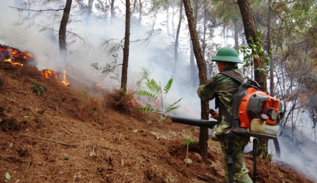 Nghệ An: Cháy rừng thông giữa đêm, hàng trăm người tham gia ứng cứu - Hình 1