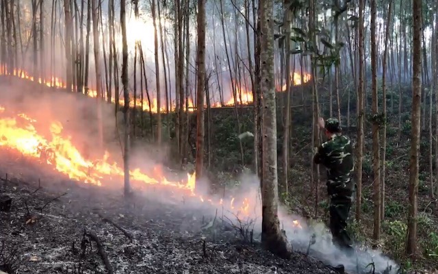 Rừng Phú Yên cháy lớn: Hơn 600 người và nhiều phương tiện tham gia chữa cháy - Hình 2