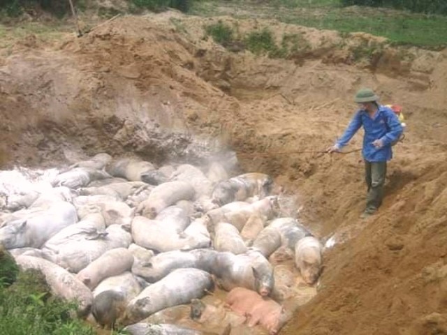 ĐăkNông: Ngăn chặn vụ mổ lợn dịch tả lợn châu Phi đem bán - Hình 1