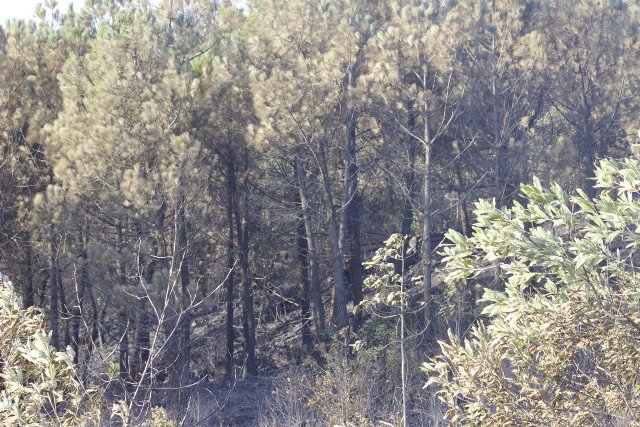 Quảng Bình: Cận cảnh hơn 10 ha rừng thông, keo bị “giặc lửa” thiêu rụi - Hình 1