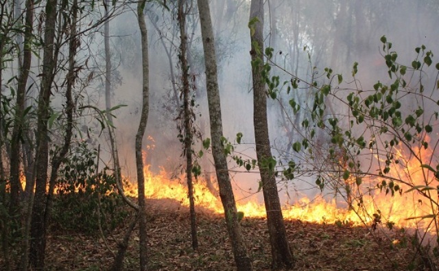 Quảng Nam: Cháy rừng gây thiệt hại khoảng 4 ha - Hình 1