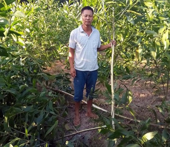 Nghệ An: Tạm giữ nghi can chặt phá rừng keo hơn 4.000 gốc của người dân