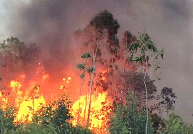 Phú Yên: 2 vụ cháy rừng trong ngày, ước tính ban đầu khoảng 50 ha rừng bị thiệt hại - Hình 1