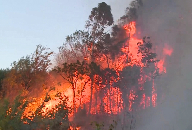 Phú Yên: 2 vụ cháy rừng trong ngày, ước tính ban đầu khoảng 50 ha rừng bị thiệt hại - Hình 3