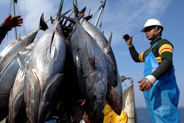 Hiệp định EVFTA được ký kết: Cá ngừ Việt Nam có cơ hội cạnh tranh với Philippines, Ecuador - Hình 1