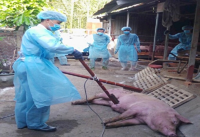 TP. HCM tiêu hủy 122 con lợn bị nhiễm bệnh dịch tả châu Phi