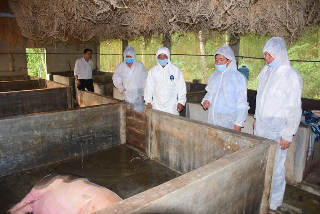 Thừa Thiên Huế: Gần 29 tỉ đồng chi hỗ trợ thiệt hại dịch tả lợn châu Phi - Hình 1