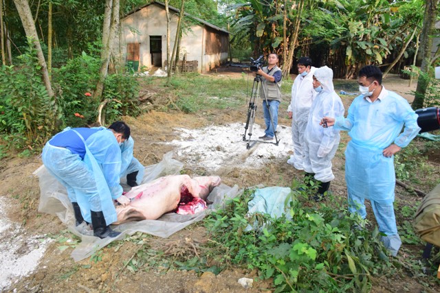 Thừa Thiên Huế: Gần 29 tỉ đồng chi hỗ trợ thiệt hại dịch tả lợn châu Phi - Hình 2