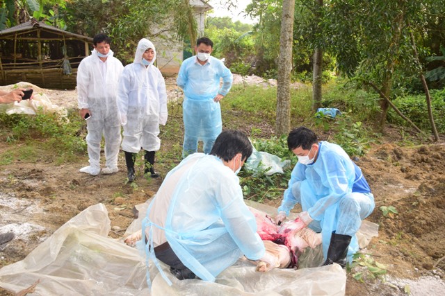 Thừa Thiên Huế: Gần 29 tỉ đồng chi hỗ trợ thiệt hại dịch tả lợn châu Phi - Hình 3