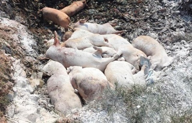 Nghệ An: Hơn 7.000 con lợn bị tiêu hủy, do nhiễm dịch tả châu Phi - Hình 1