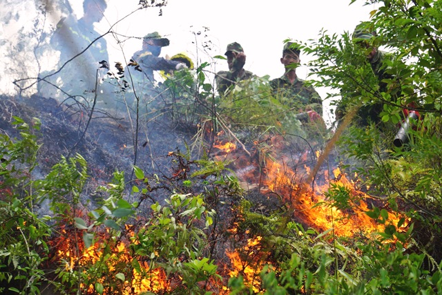 Đà Nẵng: 200 cán bộ, chiến sỹ chữa cháy rừng khu vực Hòa Khánh Bắc - Hình 2