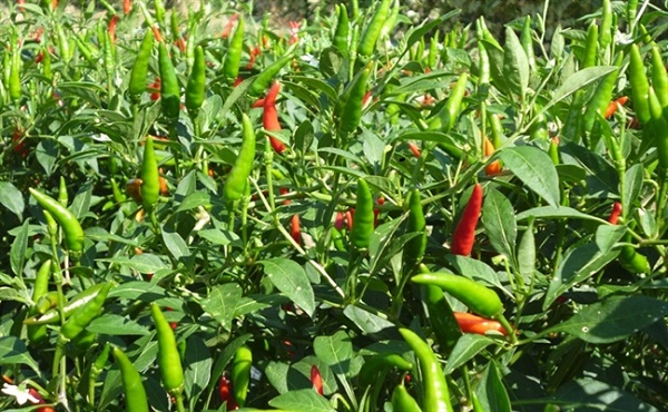 Giá ớt tăng gấp 4 lần trong vòng hơn 1 tháng