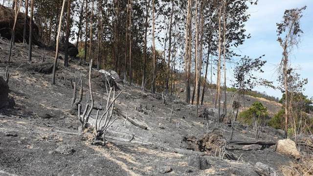 Quảng Nam: Lửa thiêu rụi hơn 100 héc-ta rừng