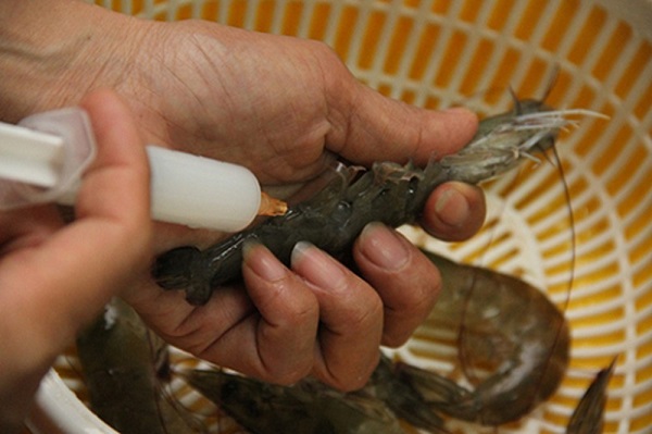 Ban chỉ đạo 389: Tăng cường kiểm soát, ngăn chặn đưa tạp chất vào tôm