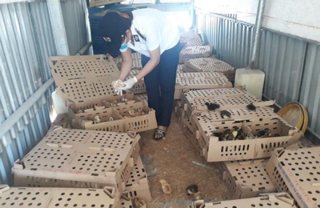 Nghệ An: Phát hiện, thu giữ 2.800 con gia cầm không giấy tờ kiểm dịch