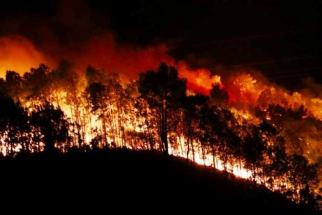 Hà Tĩnh: Khởi tố thêm 3 đối tượng gây ra vụ cháy rừng - Hình 1