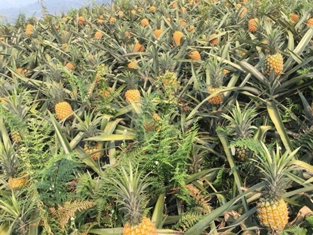 Trung Quốc siết chặt nhập khẩu, nông sản Việt lao đao