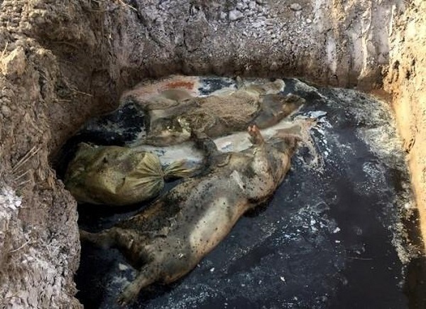 Hải Dương: Điều tra danh sách người khai khống lợn mắc dịch tả châu Phi để trục lợi