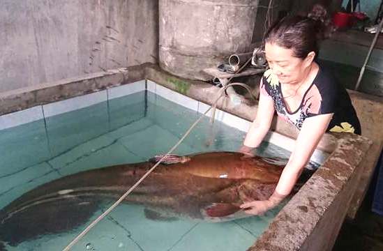 Đắk Lắk: Câu được cá leo nặng 80 kg ở sông Krông Na - Hình 1
