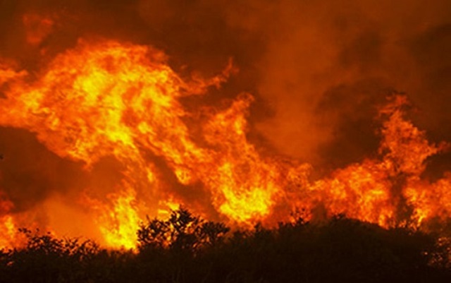 Bình Định: Cháy thiệt hại khoảng 10 ha rừng tự nhiên - Hình 1