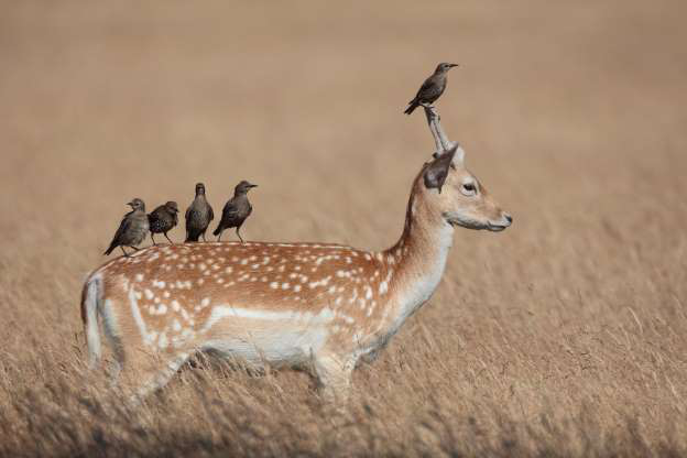 Khi động vật trở thành “người vận chuyển”... bất đắc dĩ
