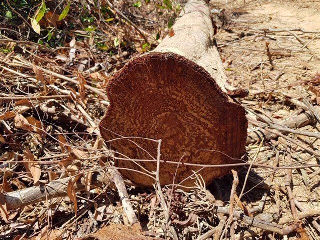 Huyện Quảng Trạch (Quảng Bình): Hơn 10 ha rừng phòng hộ bị “xẻ thịt”