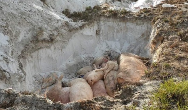 Quảng Nam: Chấn chỉnh ngay việc thu tiền sai quy định khi thu gom lợn bị dịch