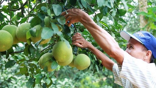 HAGL Agrico chuyển đổi, phát hành hơn 221 triệu cổ phiếu cho Thaco