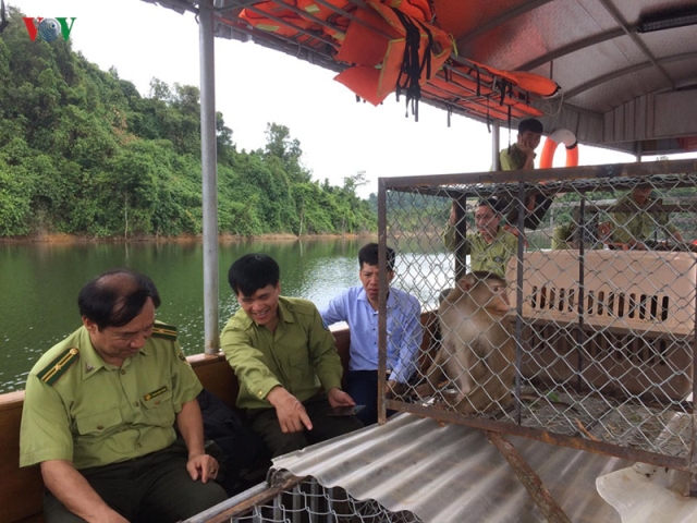 Hà Tĩnh: Thả 12 cá thể khỉ nhóm nguy cấp quý hiếm về tự nhiên