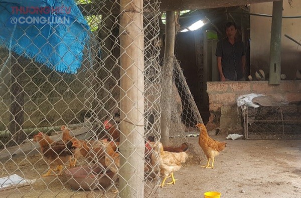 Xã Thái Ninh (Thanh Ba, Phú Thọ): Gần 50% gà giống của Chương trình 135 bị chết - Hình 1
