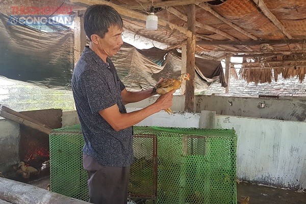 Xã Thái Ninh (Thanh Ba, Phú Thọ): Gần 50% gà giống của Chương trình 135 bị chết - Hình 2