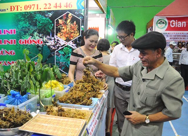 Quảng Nam: Tăng cường ngăn chặn sâm Ngọc Linh giả - Hình 2