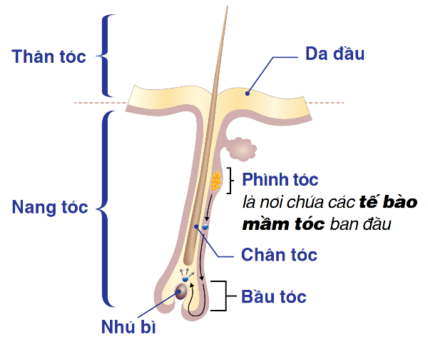 Bí ẩn “giới tính” sợi tóc - Hình 1