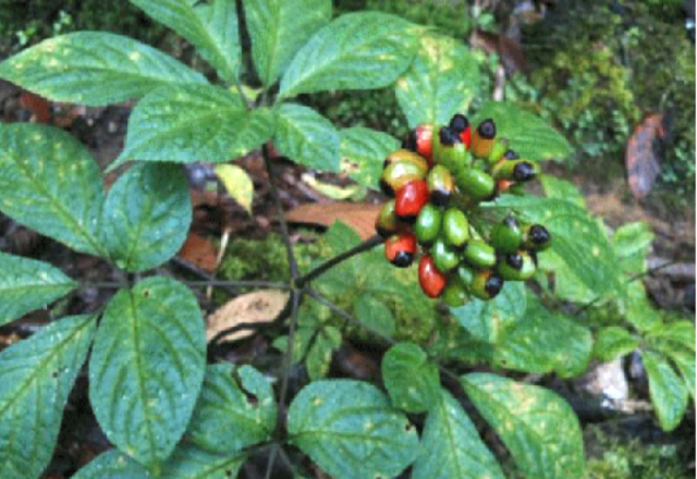 Lá sâm Ngọc Linh được thu mua tại vườn từ 9 - 10 triệu đồng/kg