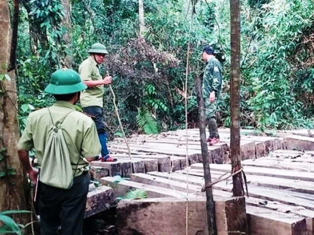 Nghệ An: 99 cây gỗ bị đốn hạ tại rừng nguyên sinh VQG Pù Mát - Hình 1