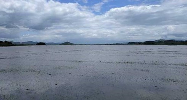Vỡ đê bao ở Đắk Lắk, 500 ha lúa có nguy cơ mất trắng - Hình 1