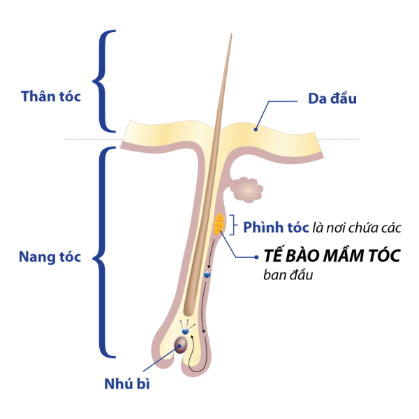 Những sai lầm khiến tóc “một đi không trở lại” - Hình 1