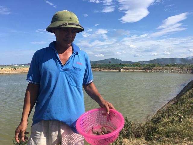 Quảng Bình: Tôm nước lợ bất ngờ chết hàng loạt