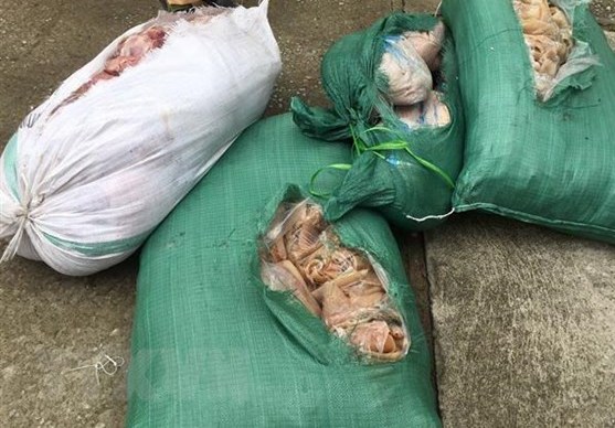 Thanh Hóa: Phát hiện xe khách chở 260 kg thịt lợn ôi thiu, không rõ nguồn gốc