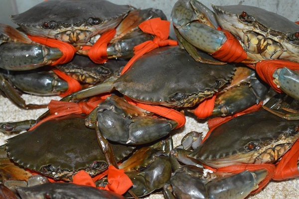 Giá cua biển liên tục tăng cao - Hình 1