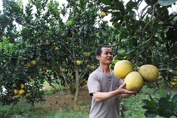 Thoát nghèo, vươn lên phát triển kinh tế từ vốn vay Ngân hàng chính sách - Hình 1