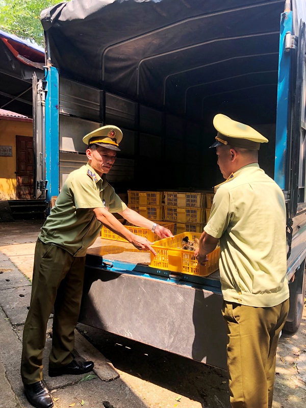 Lạng Sơn: Thu giữ hàng nghìn con gà giống nhập lậu