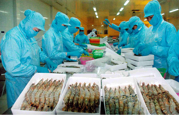 7 tháng đầu năm, XK tôm sang Nhật đạt gần 329 triệu USD