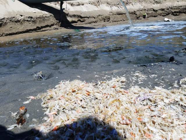 Thanh Hóa: Quan ngại trước vấn đề môi trường của Công ty CP Long Phú