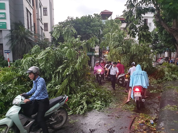 Hàng loạt cây đổ tại ngõ 118 Nguyễn Khánh Toàn khiến xe cộ ùn tắc, đi lại khó khăn
